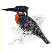 Giant Kingfisher