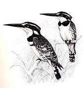 Pied Kingfisher