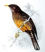 Olive Thrush