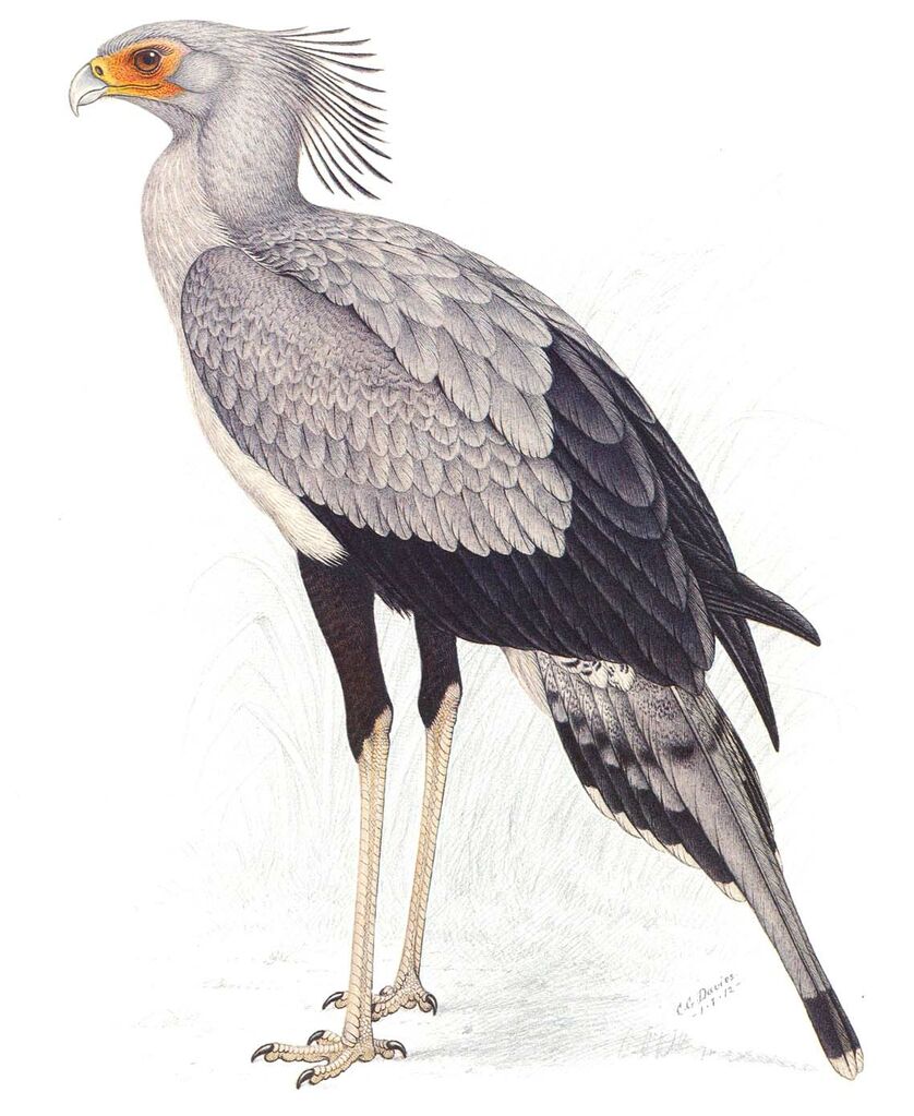 Secretarybird