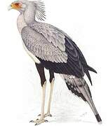 Secretarybird