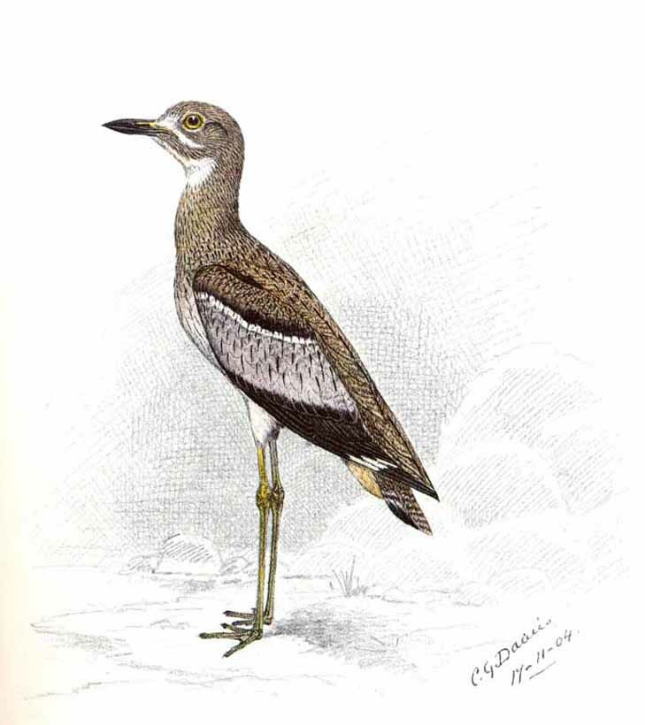 OEdicnème vermiculé