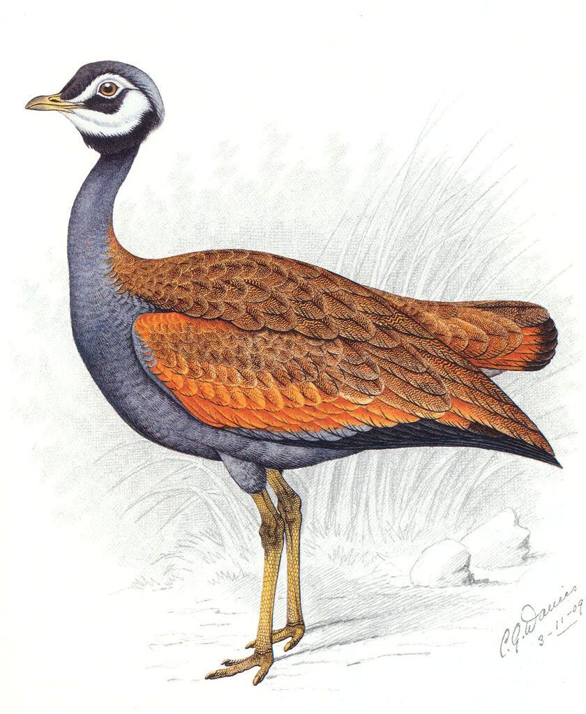 Blue Korhaan