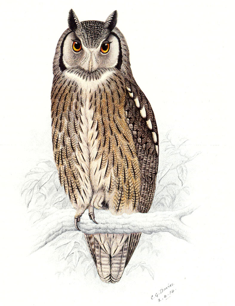 Northern White-faced Owl