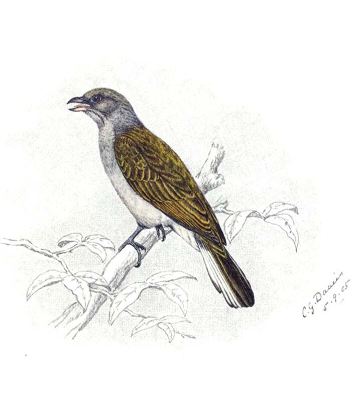 Lesser Honeyguide