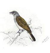 Lesser Honeyguide