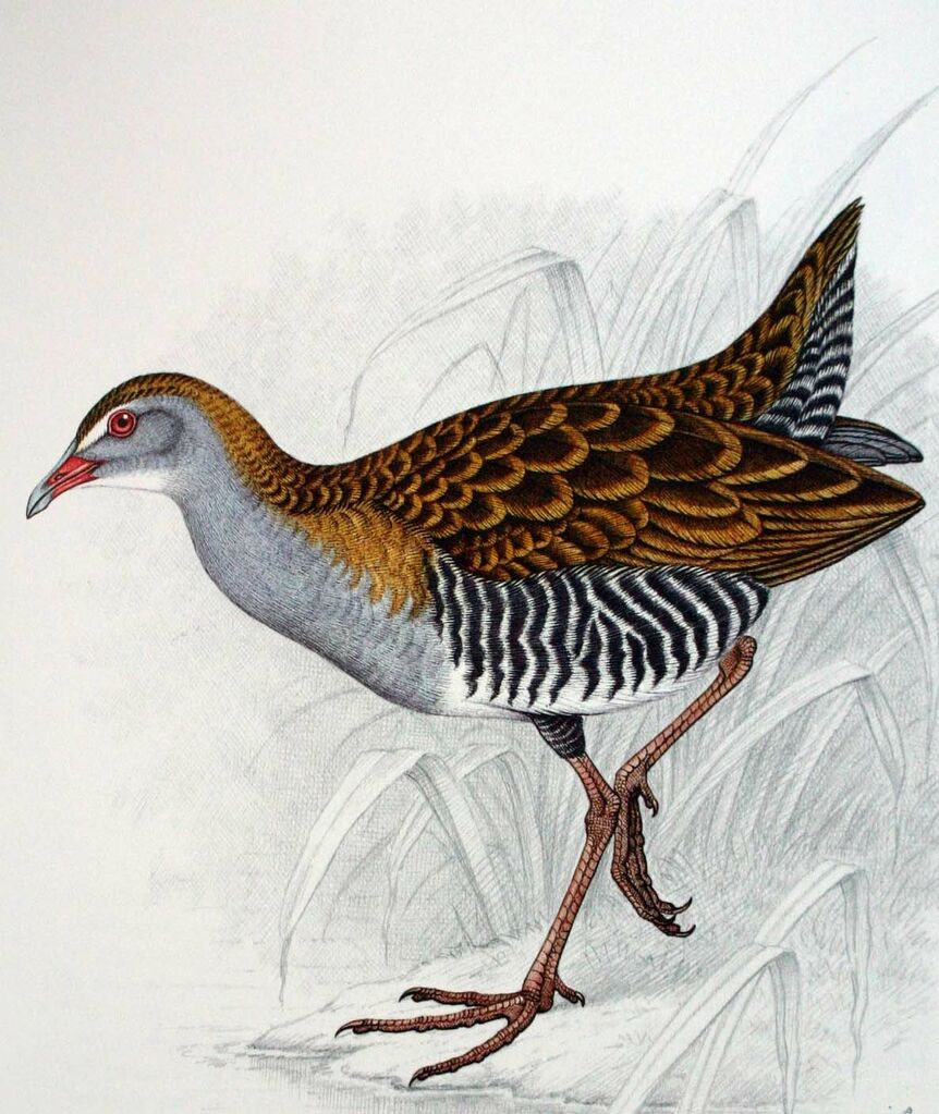 African Crake