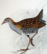 African Crake