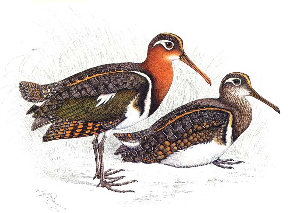 Greater Painted-snipe