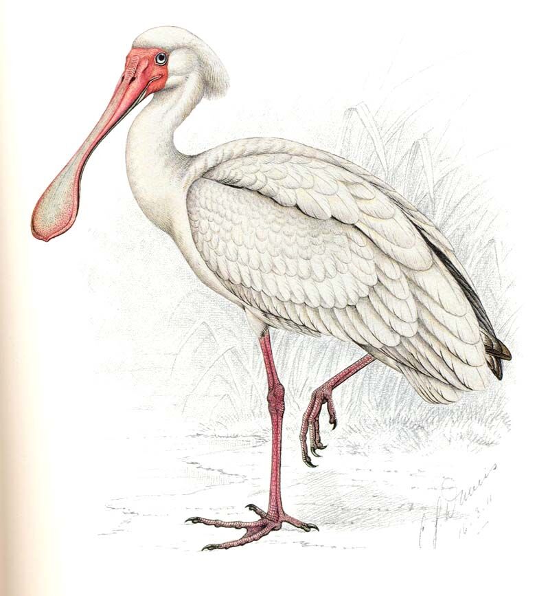 African Spoonbill