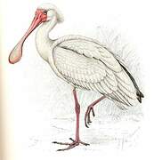 African Spoonbill