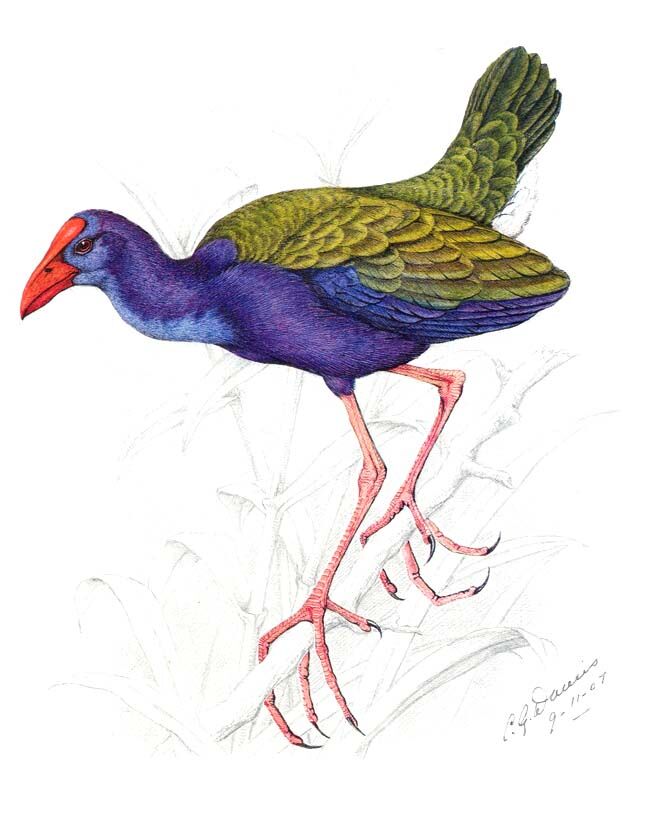 Purple Gallinule