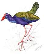 Purple Gallinule