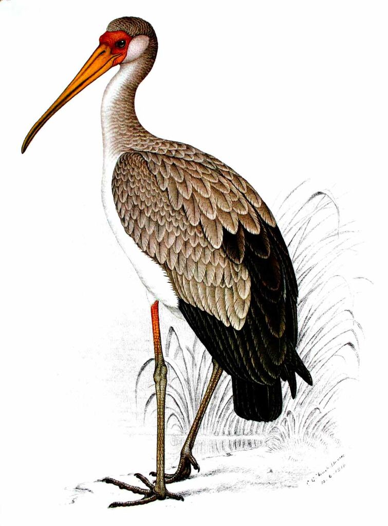 Yellow-billed Stork