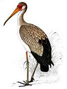 Yellow-billed Stork