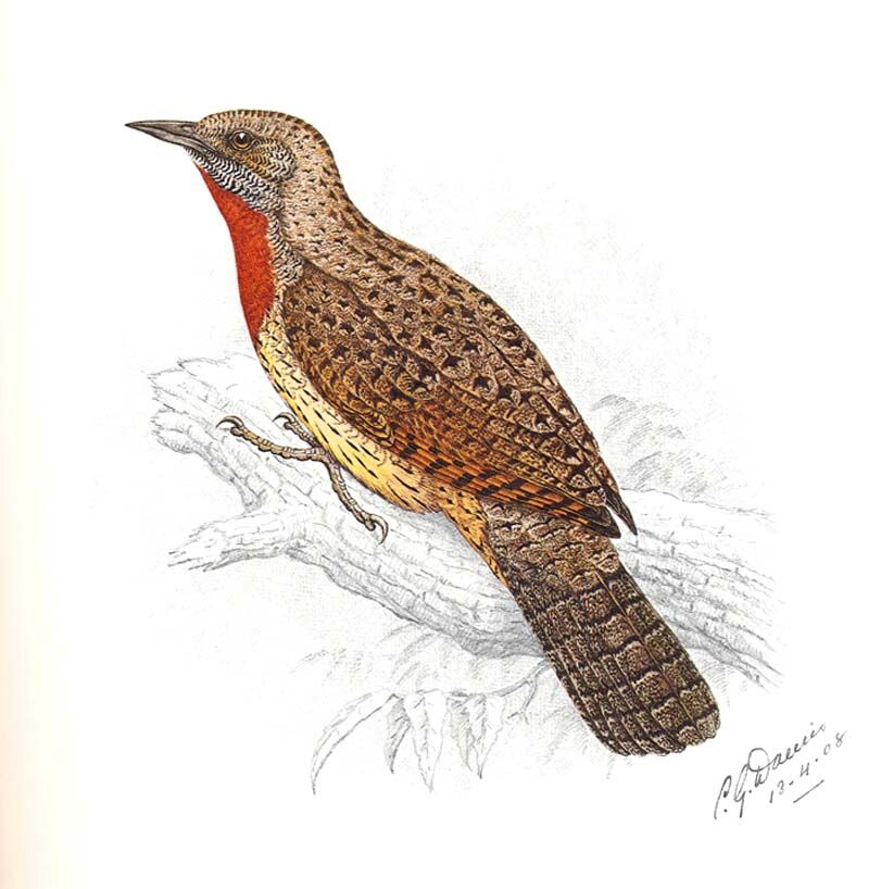 Red-throated Wryneck