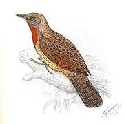 Red-throated Wryneck