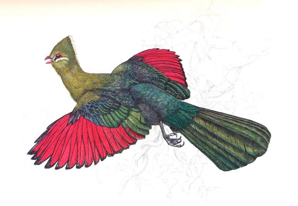 Knysna Turaco