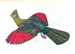 Knysna Turaco