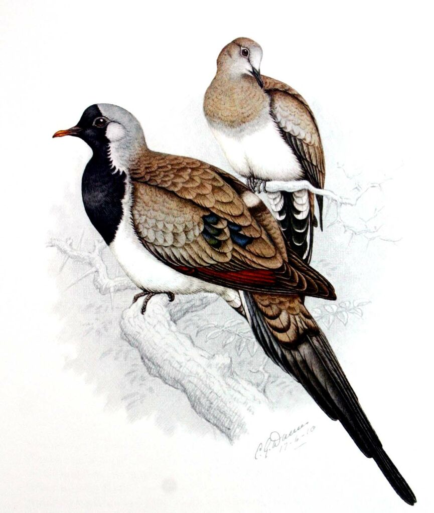 Namaqua Dove