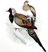 Namaqua Dove