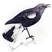 Mountain Chat
