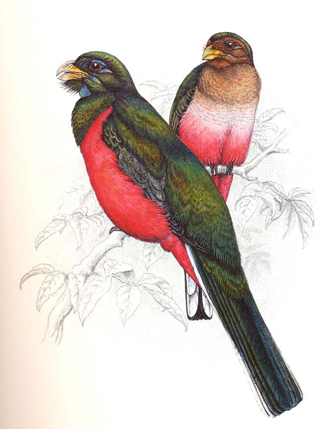 Trogon narina