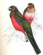 Narina Trogon