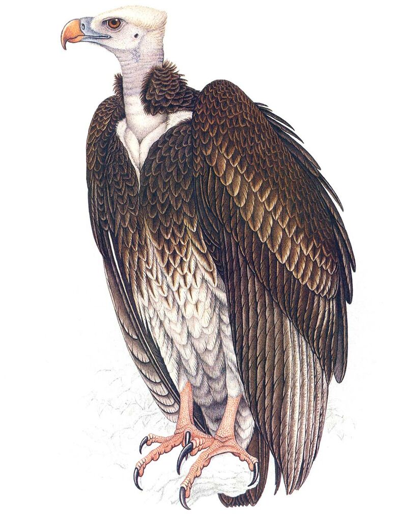 White-headed Vulture