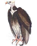 White-headed Vulture