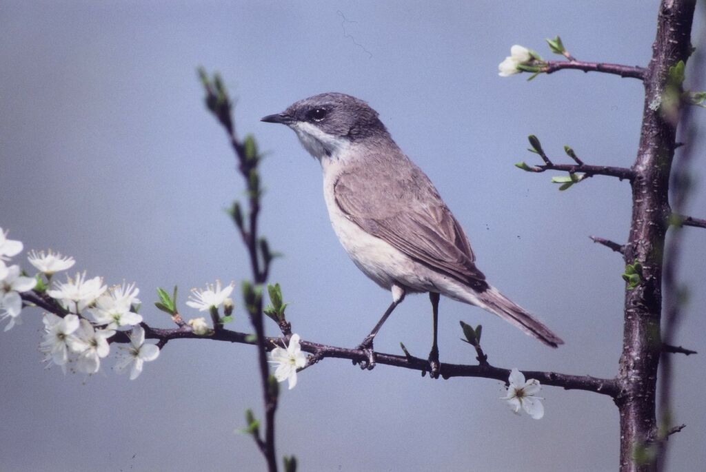 Lesser Whitethroat