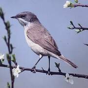 Lesser Whitethroat