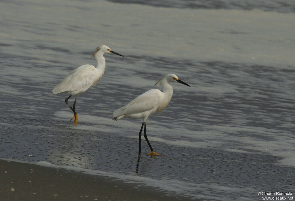 Aigrette garzetteadulte nuptial, identification