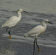 Aigrette garzette