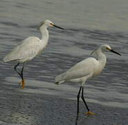 Little Egret