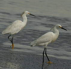 Aigrette garzette