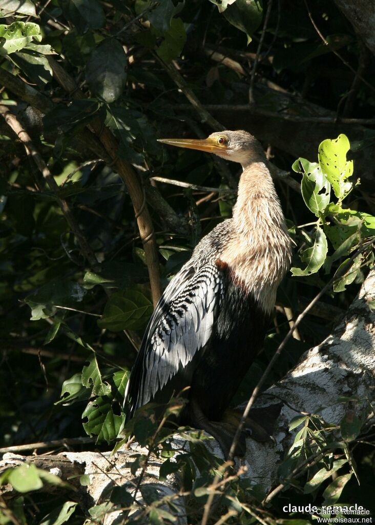 Anhinga female adult breeding, identification