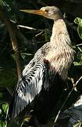 Anhinga d'Amérique