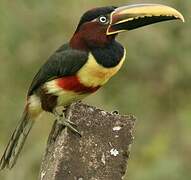 Chestnut-eared Aracari