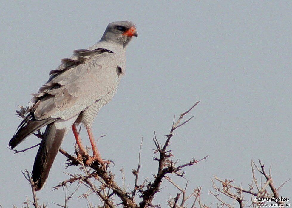 Pale Chanting Goshawkadult, identification