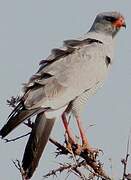 Pale Chanting Goshawk