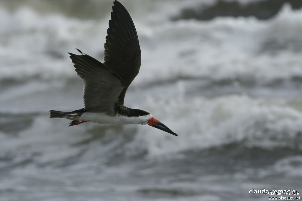 Black Skimmeradult breeding, Flight