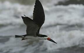 Black Skimmer