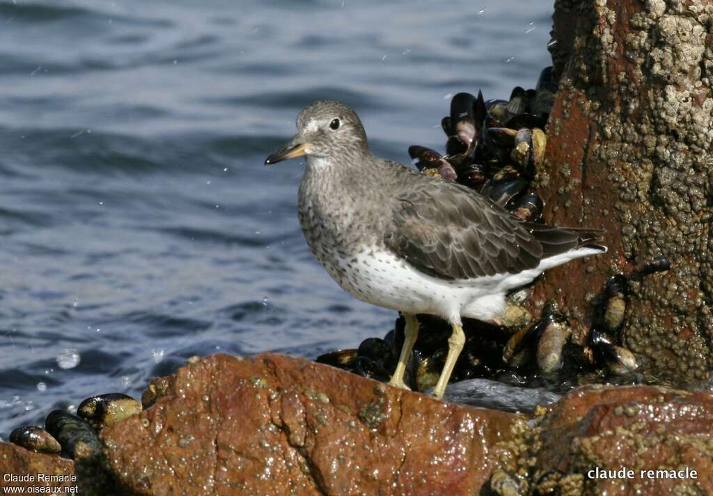 Surfbirdadult post breeding, identification