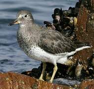 Surfbird