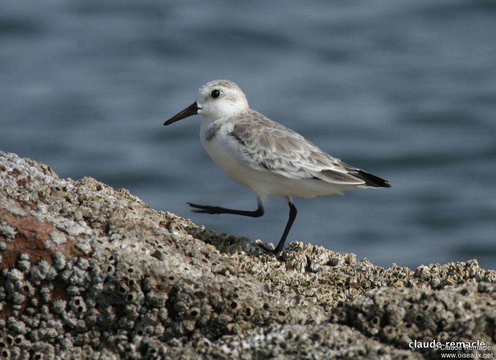 Bécasseau sanderlingadulte internuptial, identification