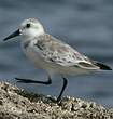 Bécasseau sanderling