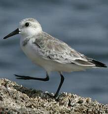 Bécasseau sanderling