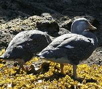 Fuegian Steamer Duck