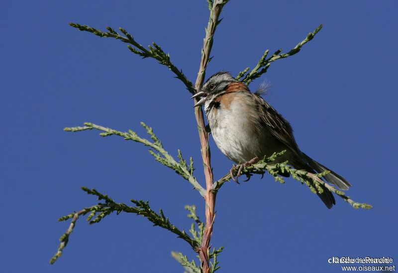 Rufous-collared Sparrow male adult breeding, song